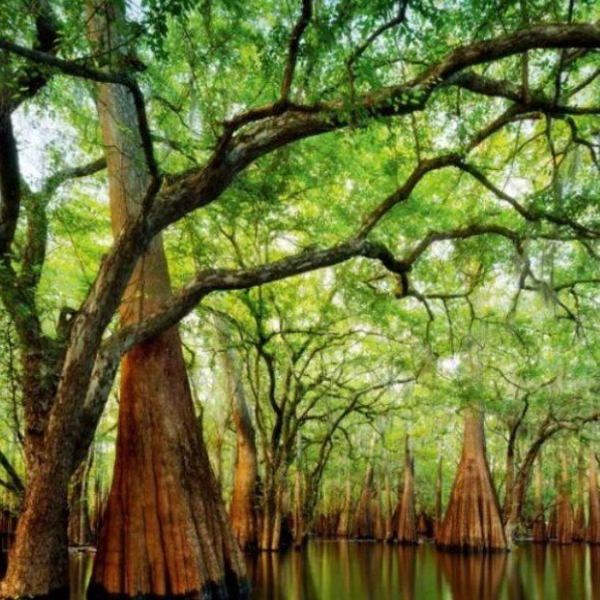 木炭與沉香 木炭與沉香